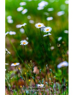 Rachel Gaudette's Day 161 of 366 - June 9, 2020