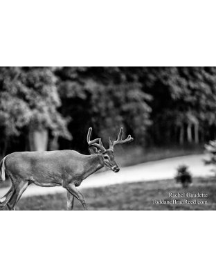 Rachel’s Day 202 of 366 -  July 20, 2020 