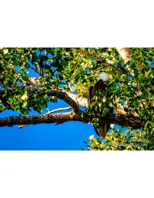 Brad’s Day 204 of 366 - July 22, 2020