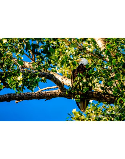 Brad’s Day 204 of 366 - July 22, 2020