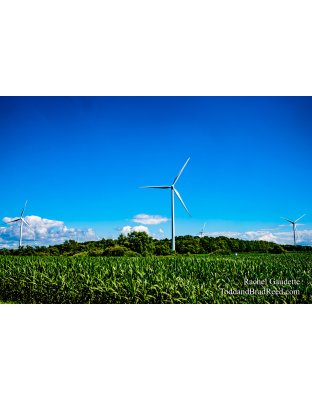 Rachel’s Day 205 of 366 -  July 23, 2020