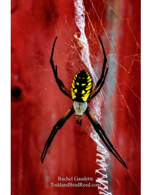 Rachel’s Day 206 of 366 -  July 24, 2020 