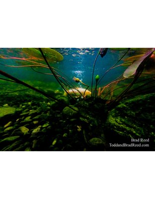 Brad’s Day 216 of 366 - August 3, 2020 