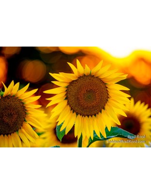 Brad’s Day 219 of 366 - August 6, 2020