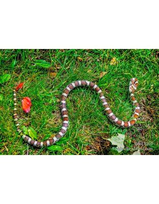 Brad’s Day 222 of 366 - August 9, 2020 