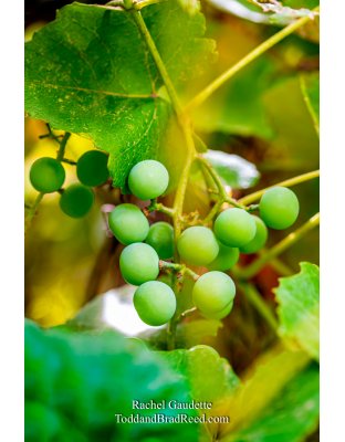 Rachel’s Day 215 of 366 -  August 2, 2020