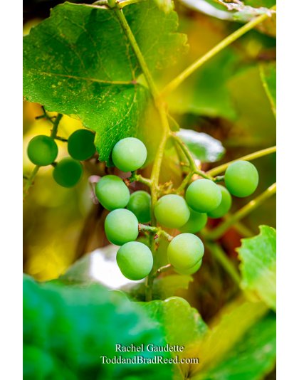 Rachel’s Day 215 of 366 -  August 2, 2020