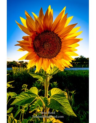 Brad’s Day 230 of 366 - August 17, 2020  