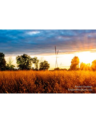 Rachel’s Day 216 of 366 -  August 3, 2020 