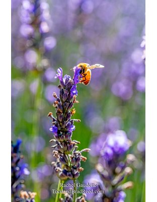 Rachel’s Day 220 of 366 -  August 7, 2020  