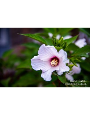 Rachel’s Day 231 of 366 -  August 18, 2020 