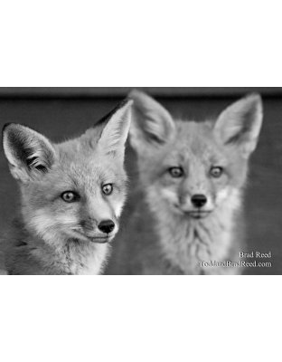 Brad Reed's Day 150 of 365, Black and White