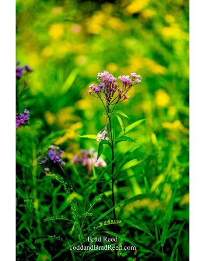 Brad’s Day 234 of 366 - August 21, 2020 