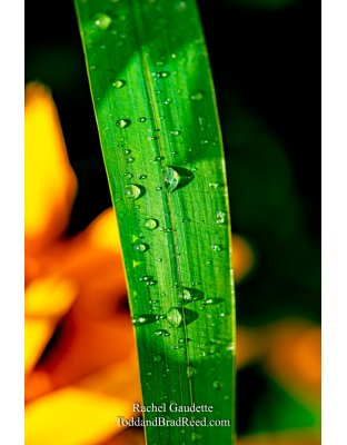 Rachel’s Day 241 of 366 -  August 28, 2020 