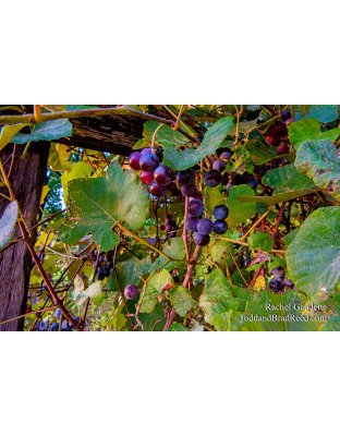 Rachel’s Day 246 of 366 -  September 2, 2020