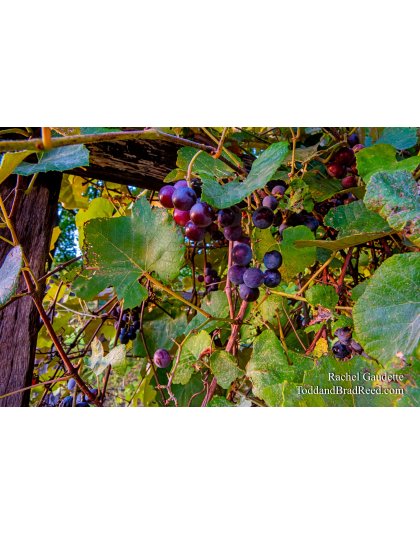 Rachel’s Day 246 of 366 -  September 2, 2020