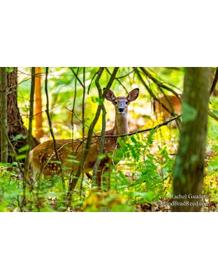 Rachel’s Day 255 of 366 -  September 11, 2020 