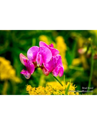 Brad’s Day 260 of 366 - September 16, 2020 