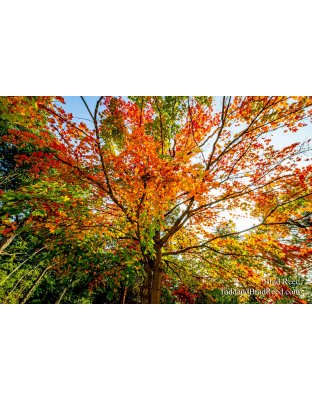 Brad’s Day 266 of 366 - September 22, 2020   