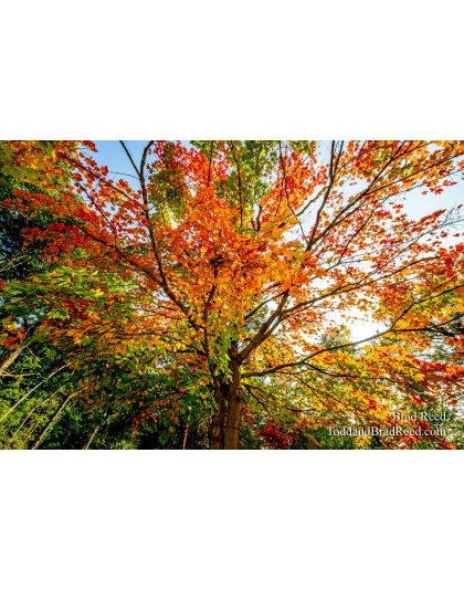 Brad’s Day 266 of 366 - September 22, 2020   