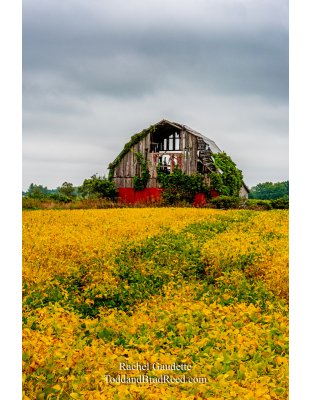 Rachel’s Day 256 of 366 -  September 12, 2020  