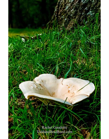 Rachel’s Day 258 of 366 -  September 14, 2020