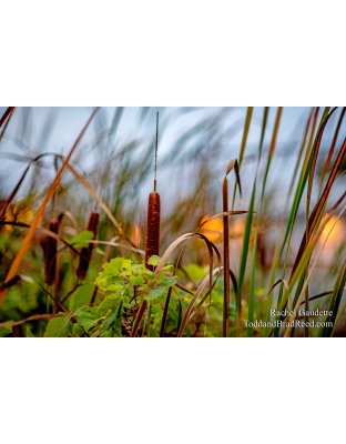 Rachel’s Day 270 of 366 -  September 26, 2020