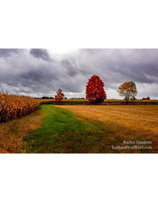 Rachel’s Day 276 of 366 -  October 2, 2020  