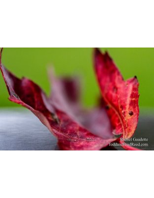 Rachel’s Day 280 of 366 -  October 6, 2020 