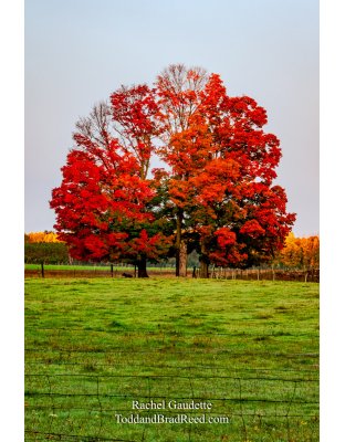 Rachel’s Day 288 of 366 -  October 14, 2020