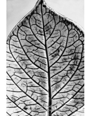 Rachel’s Day 293 of 366 -  October 19, 2020