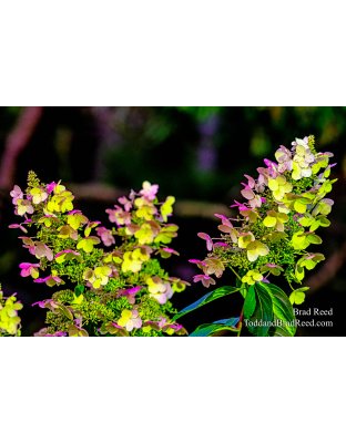 Brad’s Day 281 of 366 - October 7, 2020 