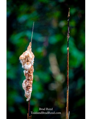 Brad’s Day 292 of 366 - October 18, 2020 