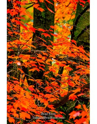 Brad’s Day 295 of 366 - October 21, 2020