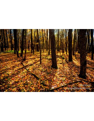 Brad’s Day 301 of 366 - October 27, 2020 