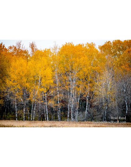 Brad’s Day 303 of 366 - October 29, 2020 