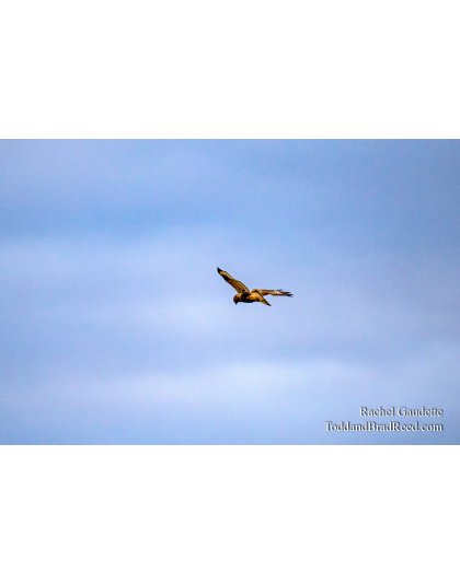 Rachel Gaudette’s Day 303 of 366 -  October 29, 2020