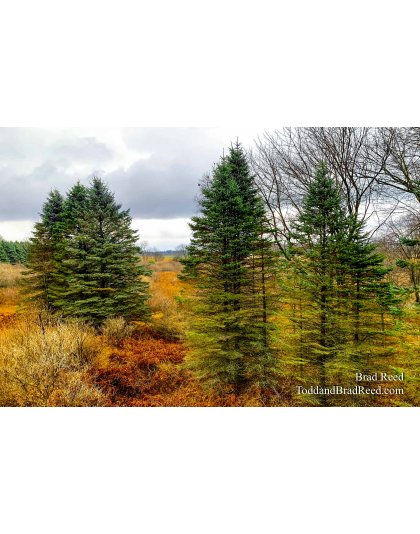 Brad’s Day 320 of 366 - November 15, 2020