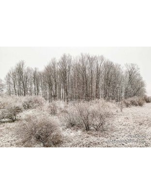 Brad’s Day 321 of 366 - November 16, 2020