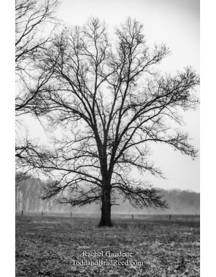 Rachel’s Day 320 of 366 -  November 15, 2020