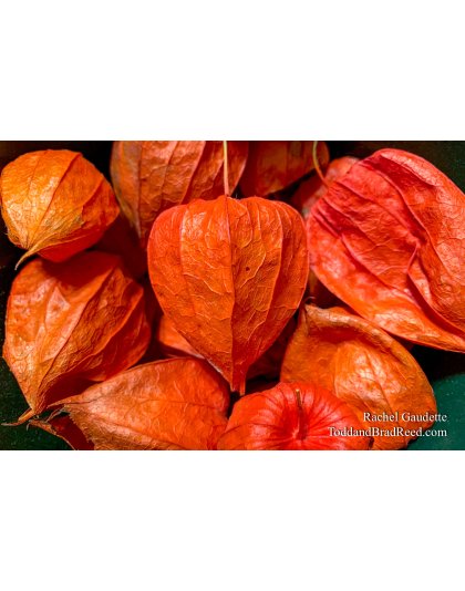 Rachel’s Day 330 of 366 -  November 25, 2020