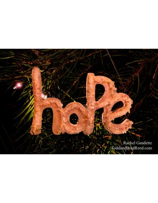 Rachel Gaudette’s Day 343 of 366 -  December 8, 2020