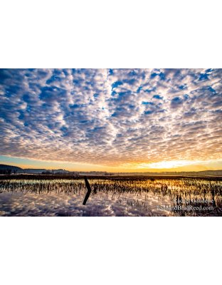 Rachel Gaudette’s Day 345 of 366 -  December 10, 2020