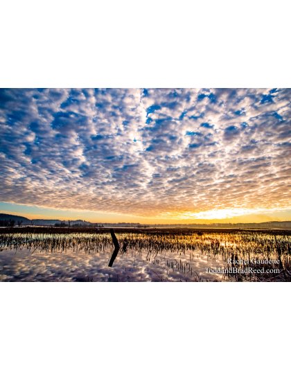 Rachel Gaudette’s Day 345 of 366 -  December 10, 2020