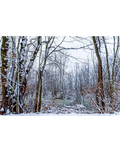 Rachel Gaudette’s Day 348 of 366 -  December 13, 2020