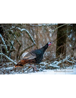 Rachel Gaudette’s Day 350 of 366 -  December 15, 2020