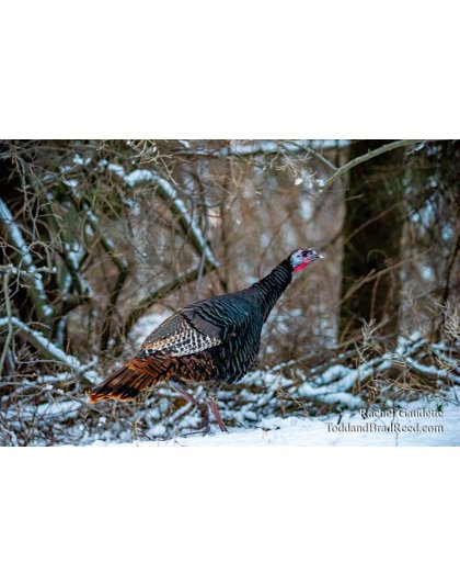 Rachel Gaudette’s Day 350 of 366 -  December 15, 2020