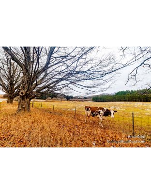 Brad’s Day 357 of 366 - December 22, 2020