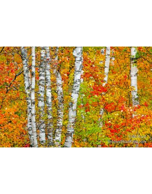 Birch Forest Melody