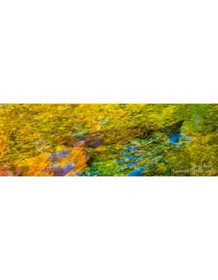 Gold Fish - Panoramic